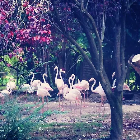 Ca'bevilacqua Alojamento de Acomodação e Pequeno-almoço 3*