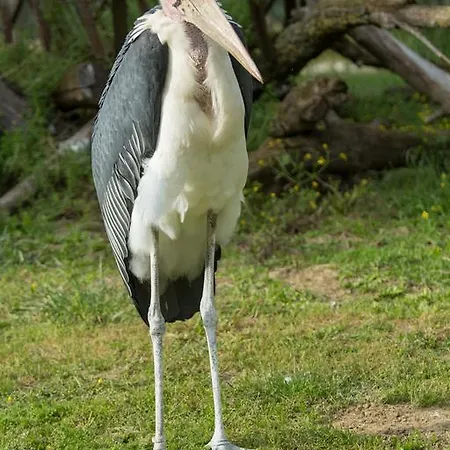 Bed & Breakfast Ca'bevilacqua Bertinoro