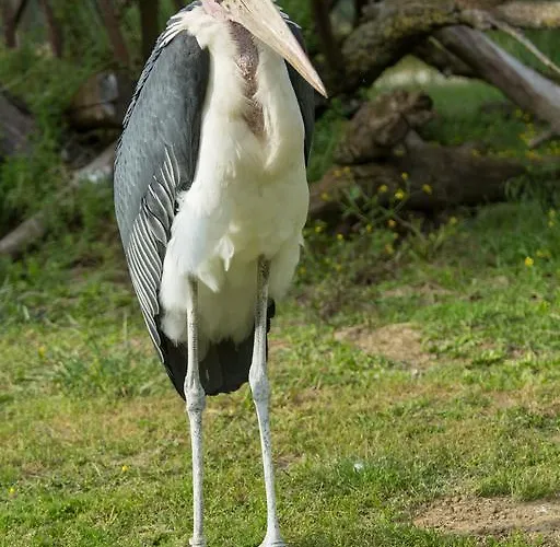 Bed and breakfast Ca'bevilacqua Bertinoro